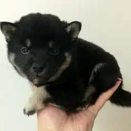 柴犬