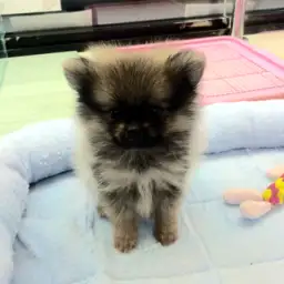 ポメラニアン