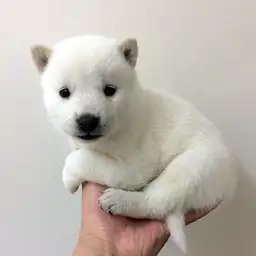 北海道犬