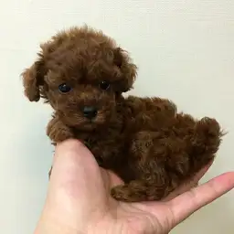 トイ・プードル