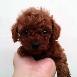 トイ・プードル