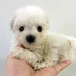 ビションフリーゼ