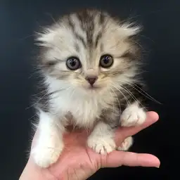 スコティッシュフォールド