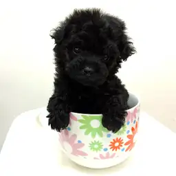 トイ・プードル