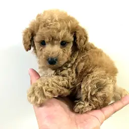 トイ・プードル