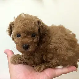 トイ・プードル