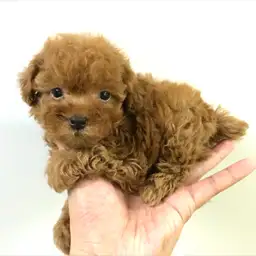 トイ・プードル