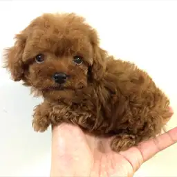 トイ・プードル