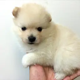 ポメラニアン