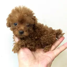 トイ・プードル