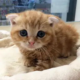 スコティッシュフォールド