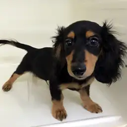 ミニチュア・ダックスフント