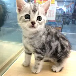 アメリカンショートヘア