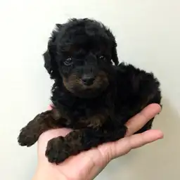 トイ・プードル