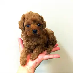 トイ・プードル