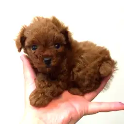 トイ・プードル