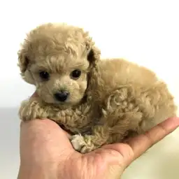 トイ・プードル