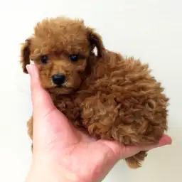 トイ・プードル