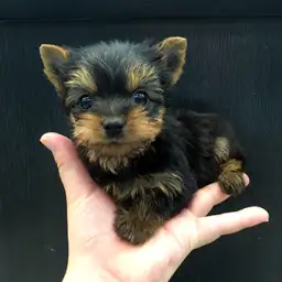 ヨークシャーテリア