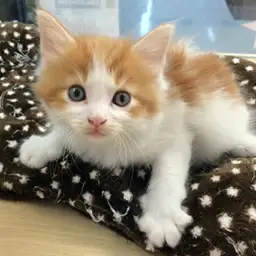 ノルウェージャンフォレストキャット