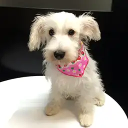 ミニチュア・シュナウザー