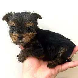 ヨークシャーテリア