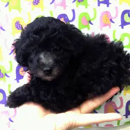 トイ・プードル