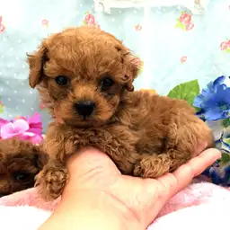 トイ・プードル