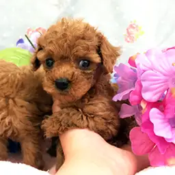 トイ・プードル