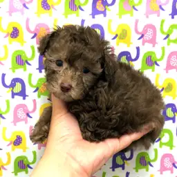 トイ・プードル