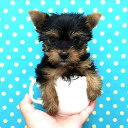 ヨークシャーテリア