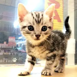 アメリカンショートヘア