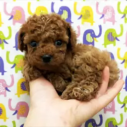 トイ・プードル