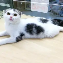 スコティッシュフォールド