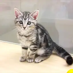 アメリカンショートヘア