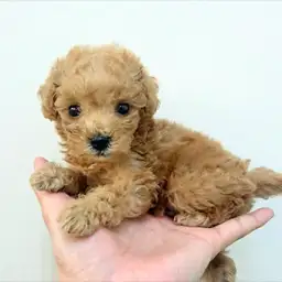 トイ・プードル