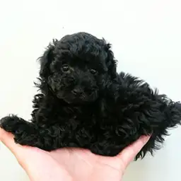 トイ・プードル