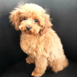 トイ・プードル