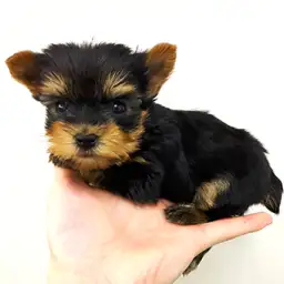 ヨークシャーテリア