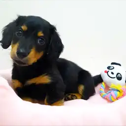 ミニチュア・ダックスフント