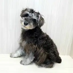 ミニチュア・シュナウザー