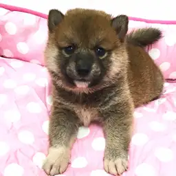 柴犬
