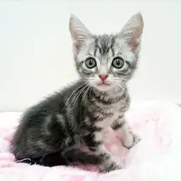 アメリカンショートヘア