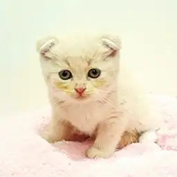 スコティッシュフォールド