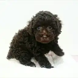 トイ・プードル