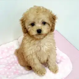 トイ・プードル