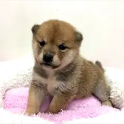 柴犬