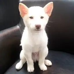 柴犬
