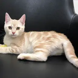 アメリカンショートヘア