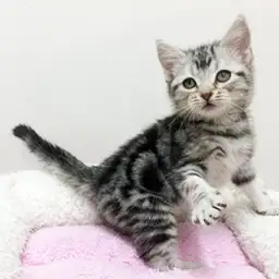 アメリカンショートヘア